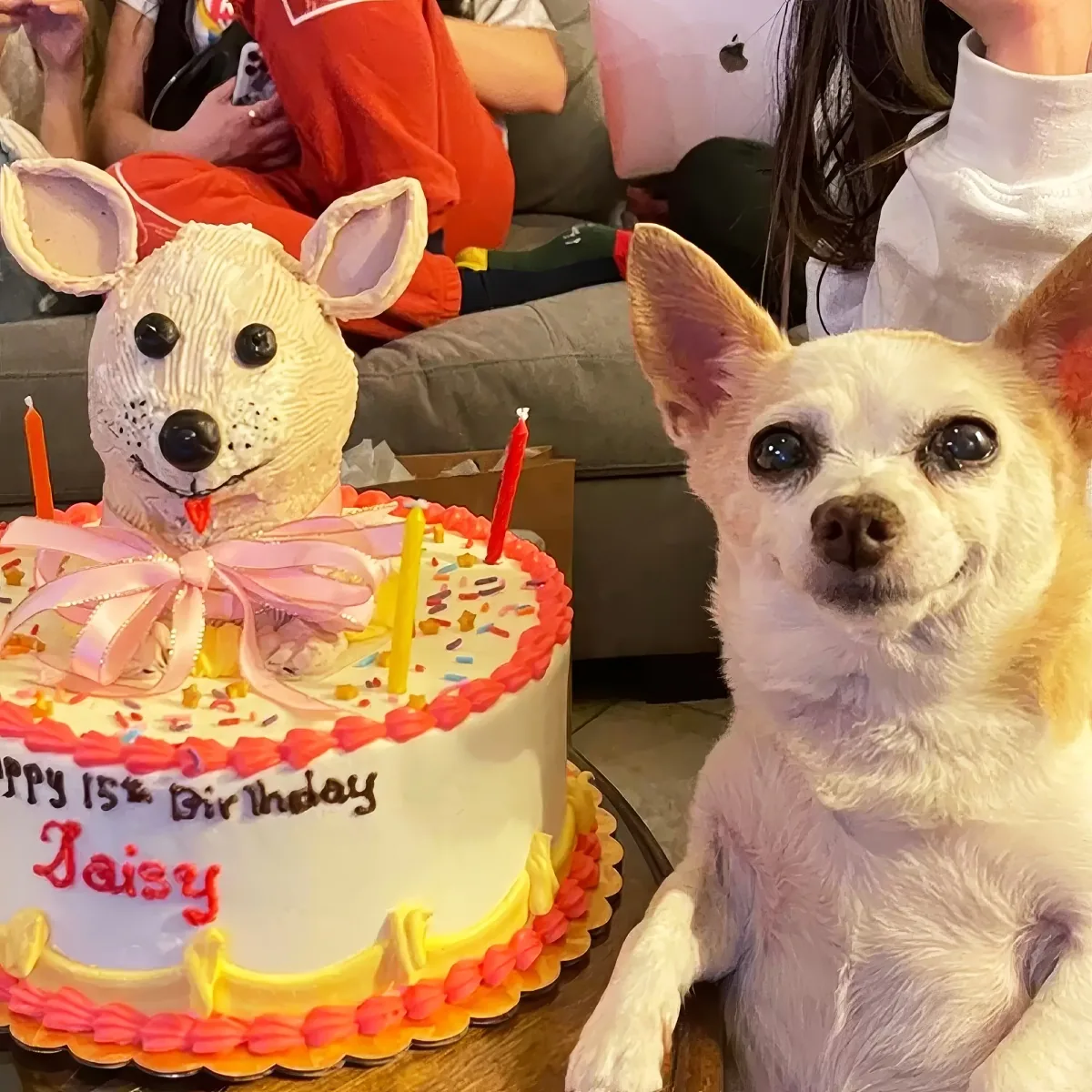 A small dog sits beside a birthday cake decorated with a dog face, celebrating its 15th birthday.