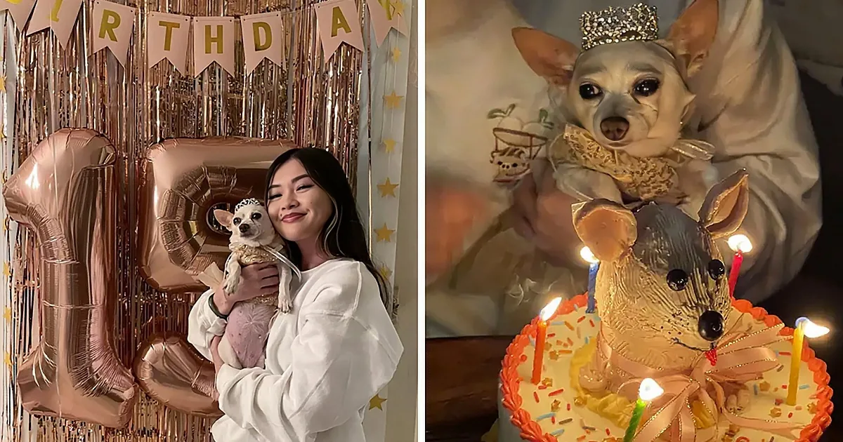 A woman holds a Chihuahua dressed in gold, celebrating a birthday with a cake and balloons.