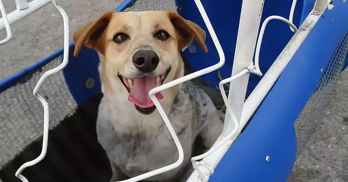 A happy dog with a spotted coat sits in a blue and white playground structure.