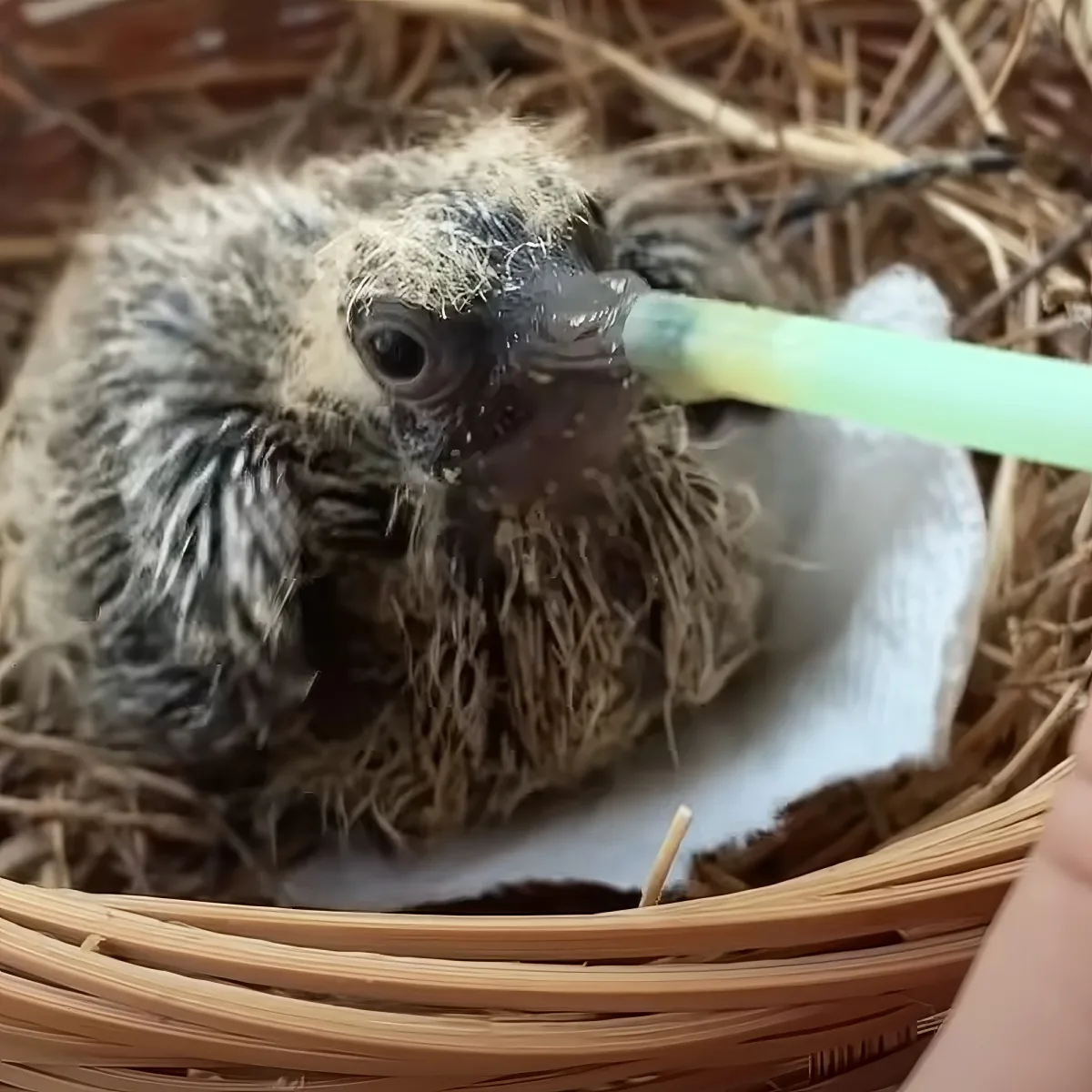 A baby bird being fed with a green tube in a nest.