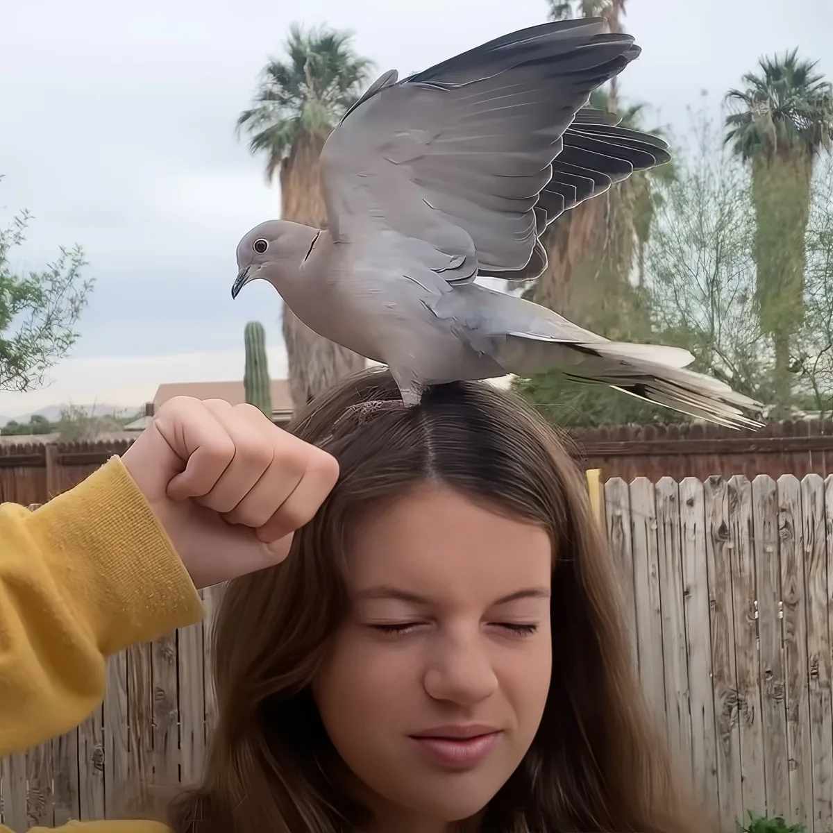 A dove perches on a person's head while they gently hold their hair, with a wooden fence and palm trees in the background.