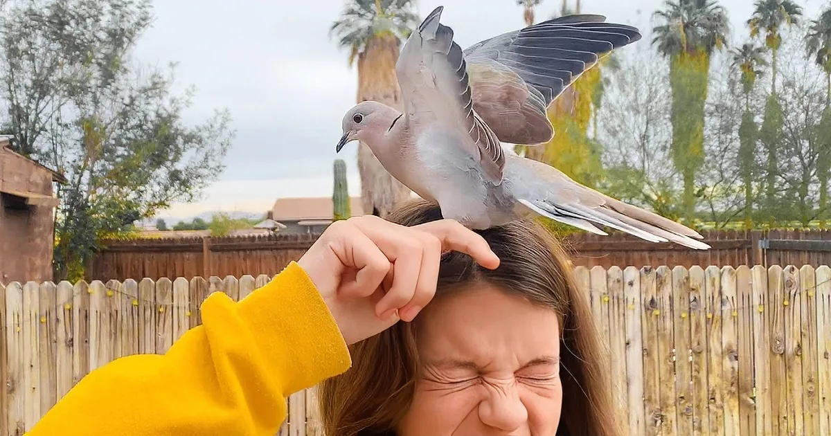 Family Releases Rescued Dove Who Flies Back to Visit Daily
