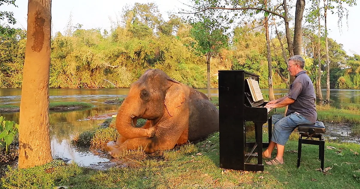 Elephant listening piano music