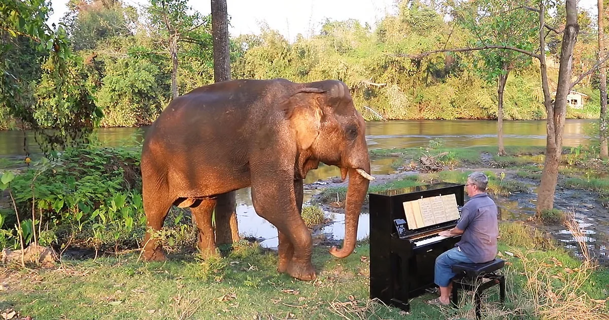 Elephant listening piano music