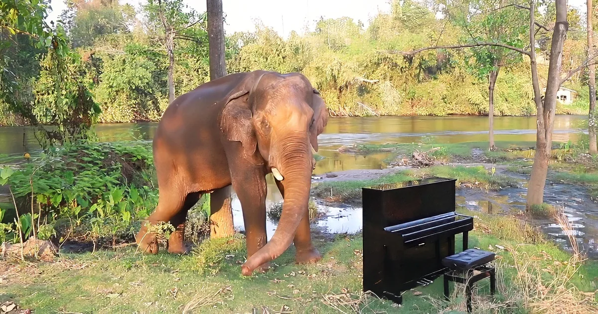 An elephant stands near a piano by a river, surrounded by lush greenery.