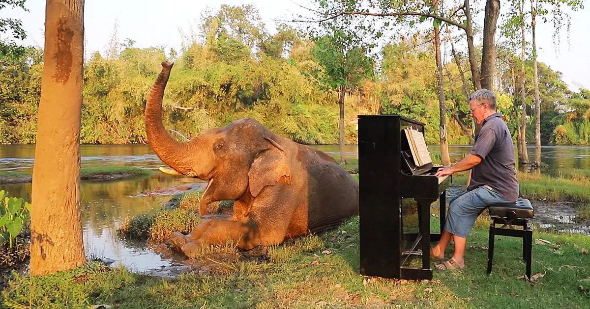 Soothing Piano Music Relaxes Mighty Male Elephant