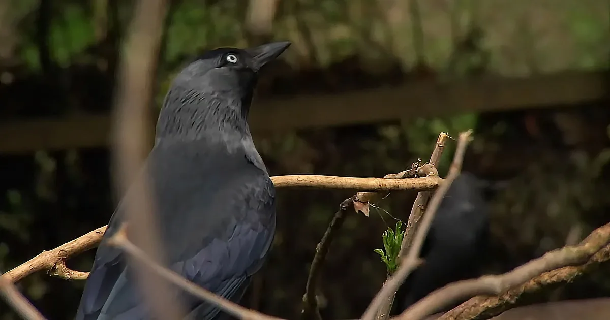 A black bird perched on a branch amidst green foliage.