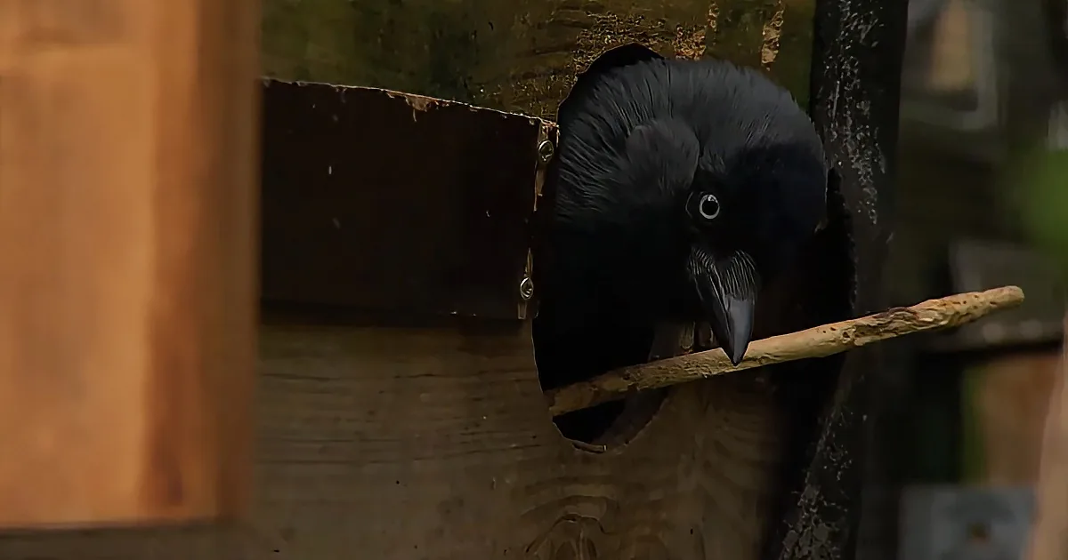 A black bird with a sharp beak perches on a wooden stick, gazing intently.