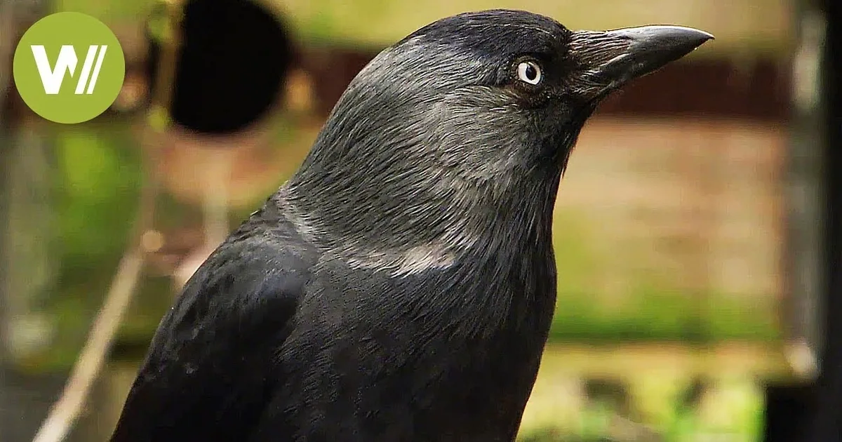 Crows and Ravens Are Self-Aware Just Like Us New Video Shows