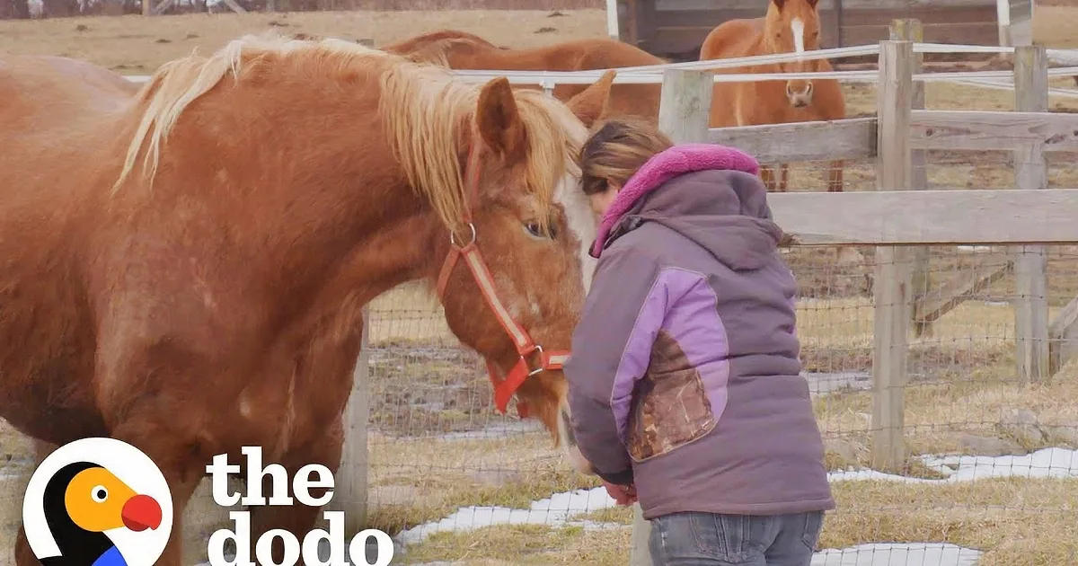Rescue Horse Too Scared to Eat Falls in Love With Her New Dad
