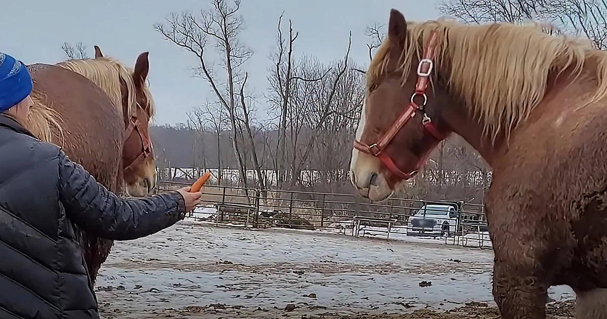 A person in a blue hat feeds a carrot to a horse in a snowy paddock, with another horse watching nearby.