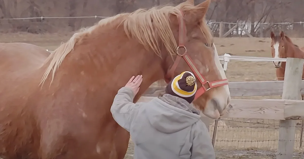 A person in a grey jacket pets a light brown horse with a red halter, while another horse stands in the background.