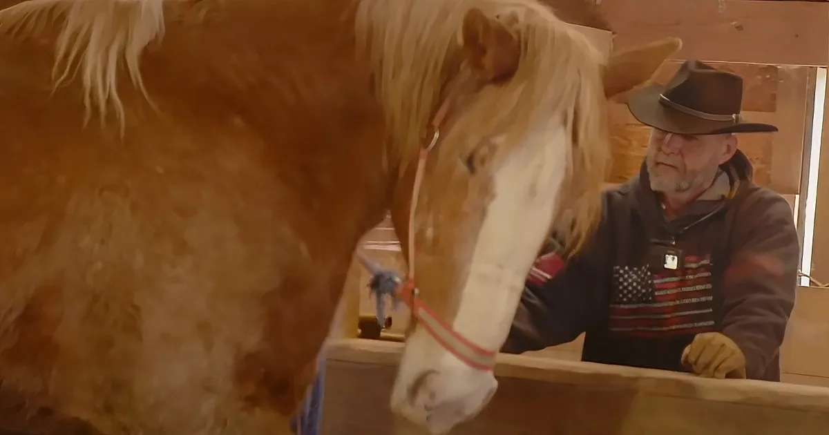 Rescue horse and his new dad