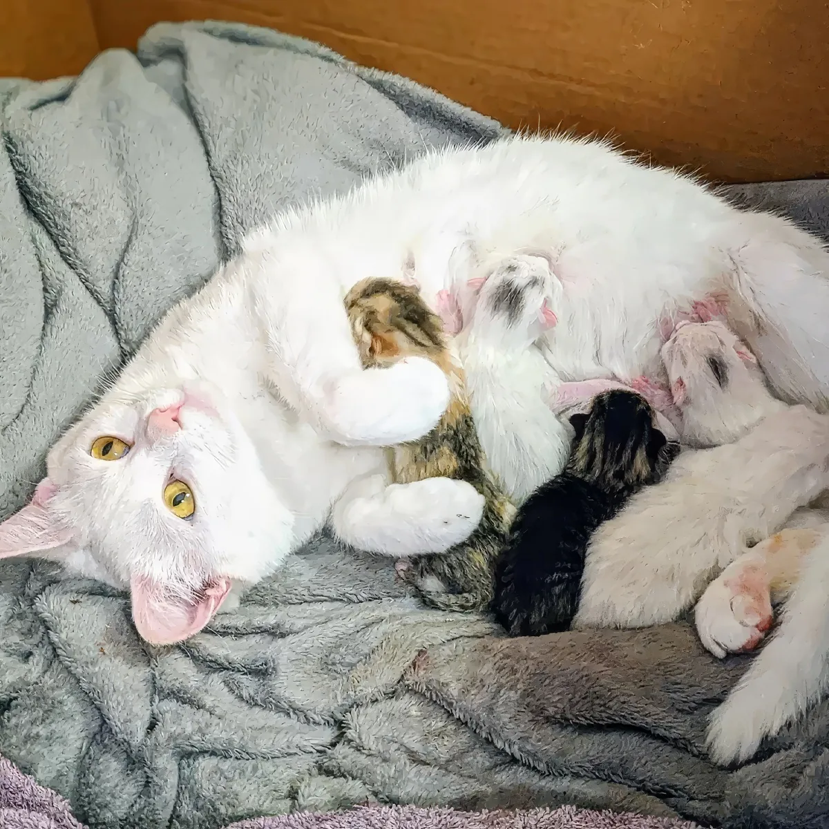 Stray cat and newborn kittens