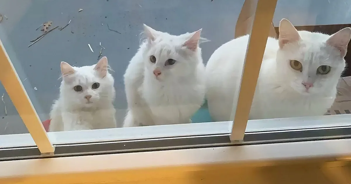 Three fluffy white cats with distinct eye colors peer out from behind a window.