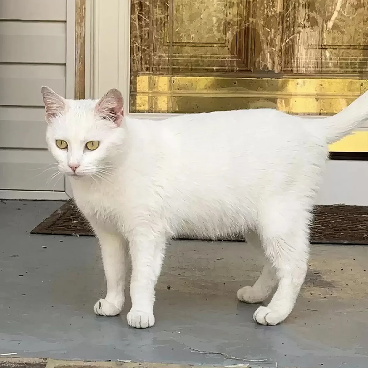 A white cat with yellow eyes stands on a porch in front of a golden door.
