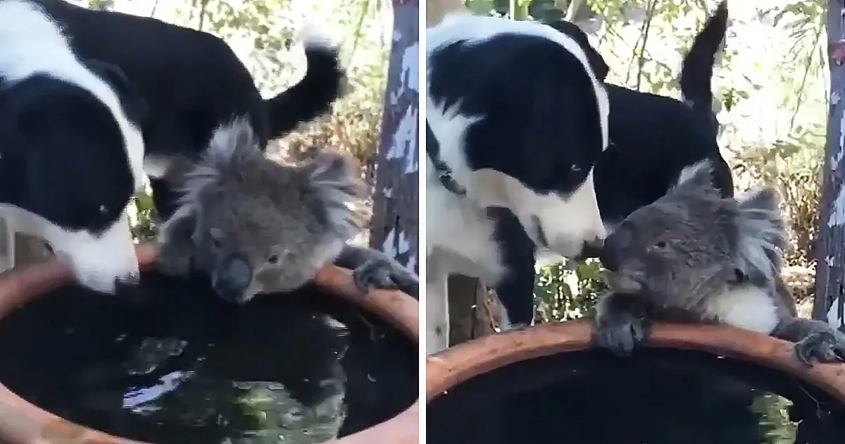 A black-and-white dog gently interacts with a koala resting on a wooden structure near water.