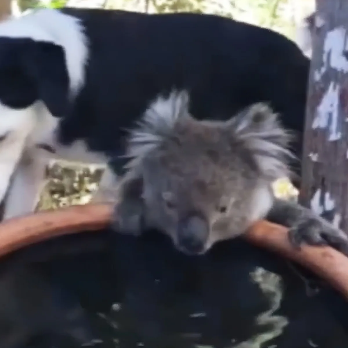 Koala & his dog friend