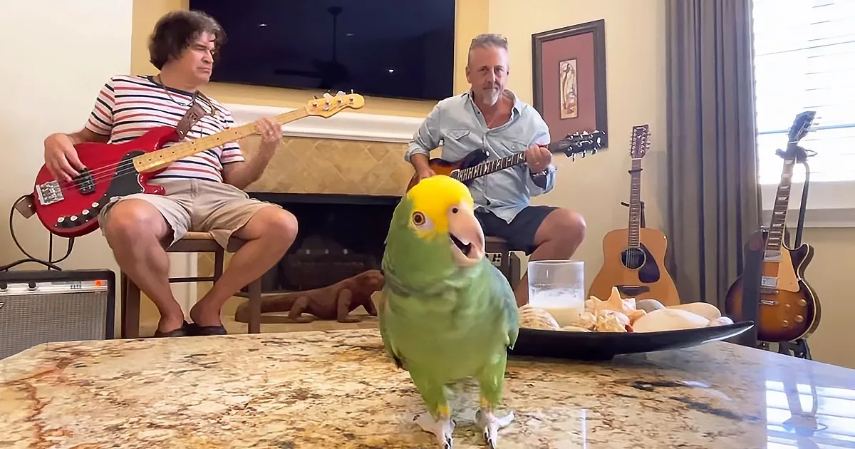 A green parrot perches on a granite countertop while two men play guitars in the background.