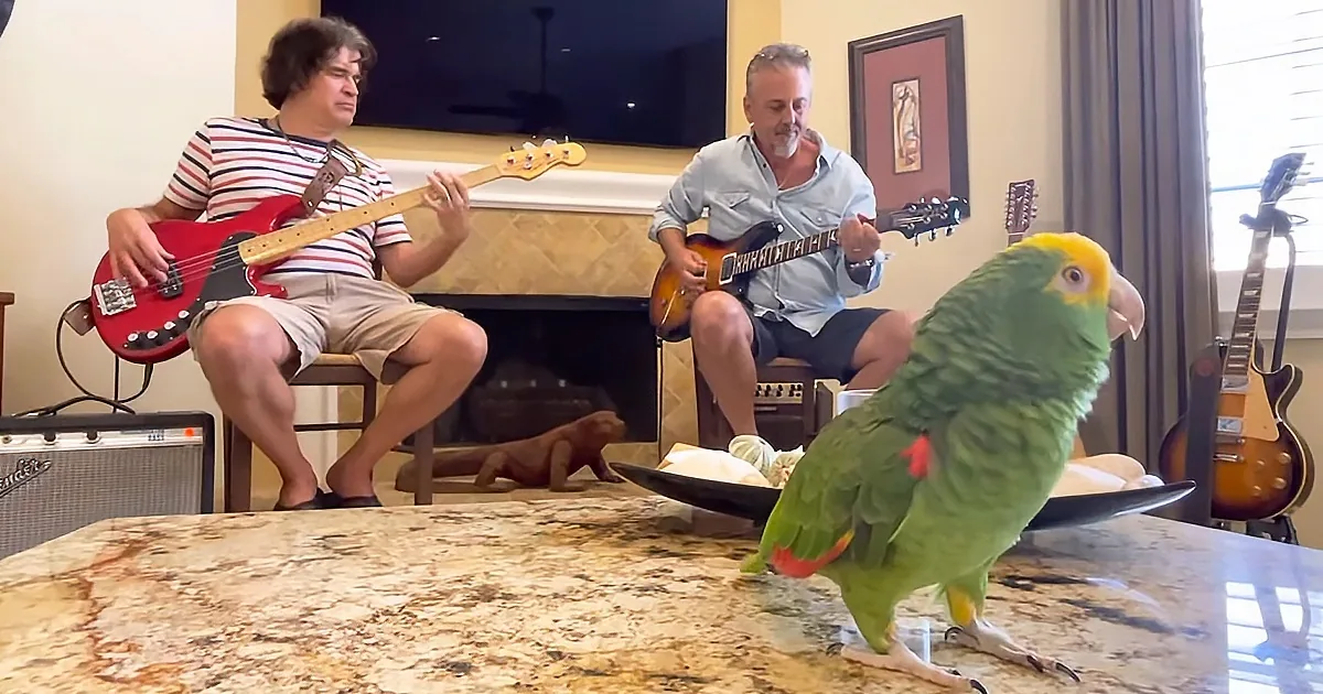 A green parrot perches on a marble surface while two men play guitars in the background.