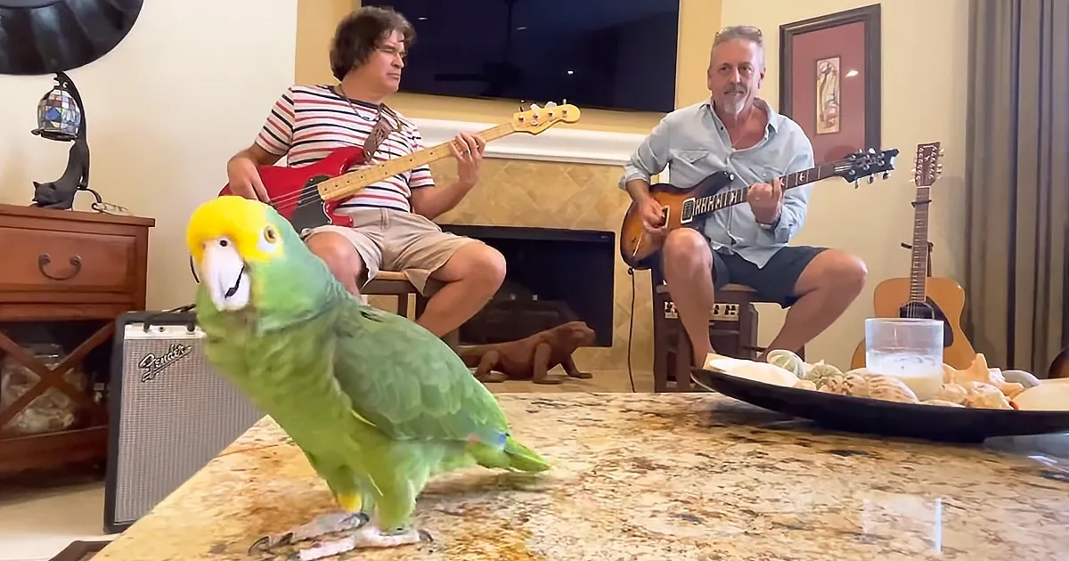 A vibrant green parrot perches on a granite countertop, with two men playing guitars in the background.