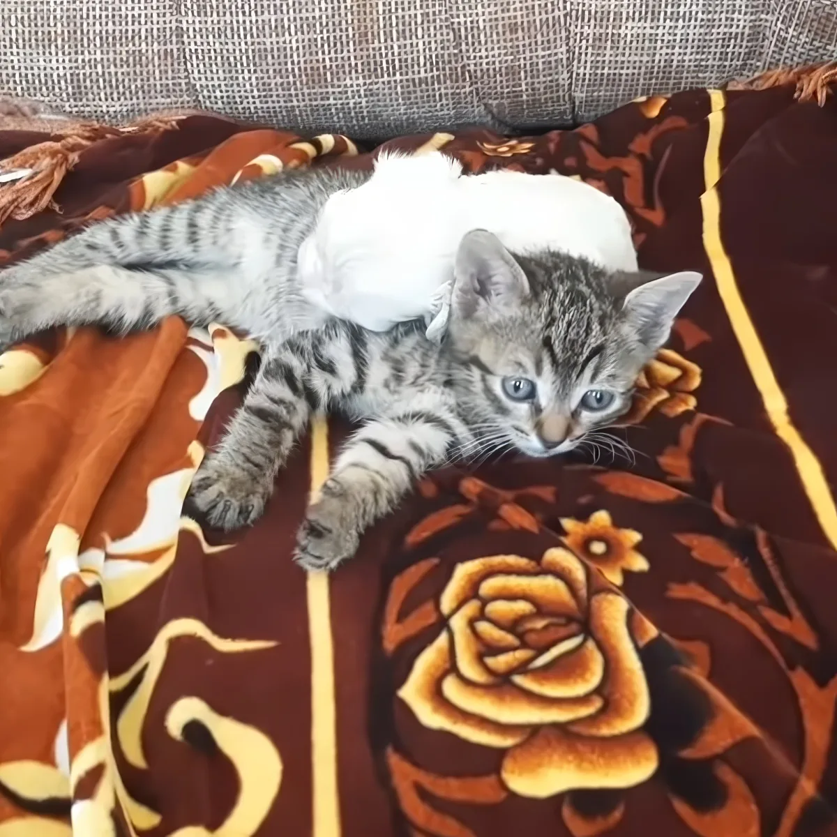 Kitten and little rescue puppy