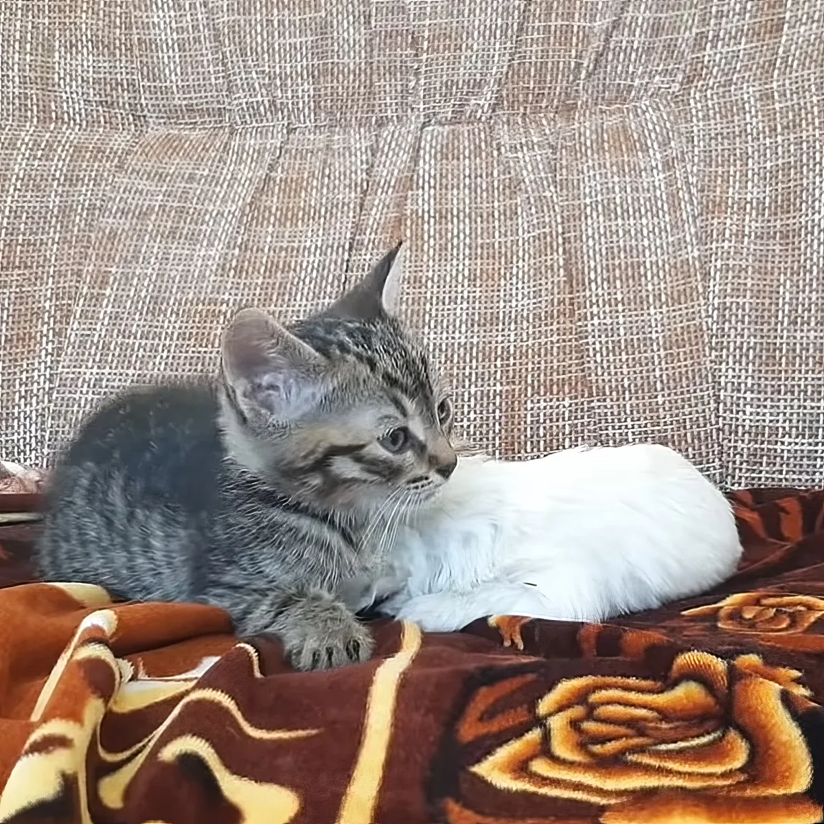 Kitten and little rescue puppy