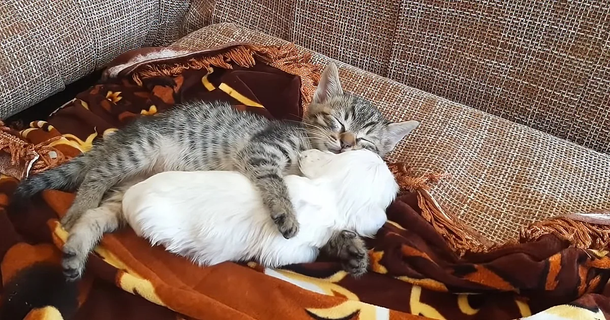 Kitten Hugs Her Little Rescue Puppy Who Was Thrown Away Like Garbage