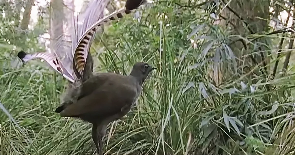 A bird with outstretched wings stands amidst tall grass, surrounded by trees.