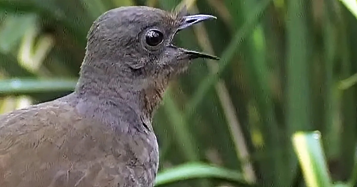 The Amazing Bird That Sings Like a Chainsaw