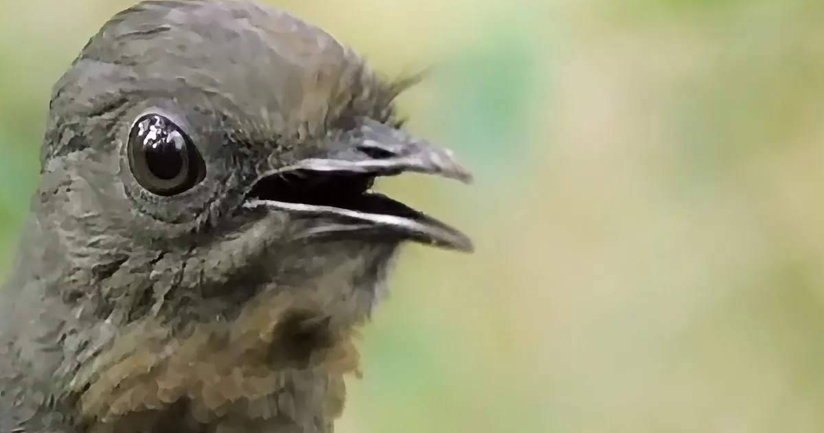 A close-up of a bird with a slightly open beak, showing its eye and part of its chest.