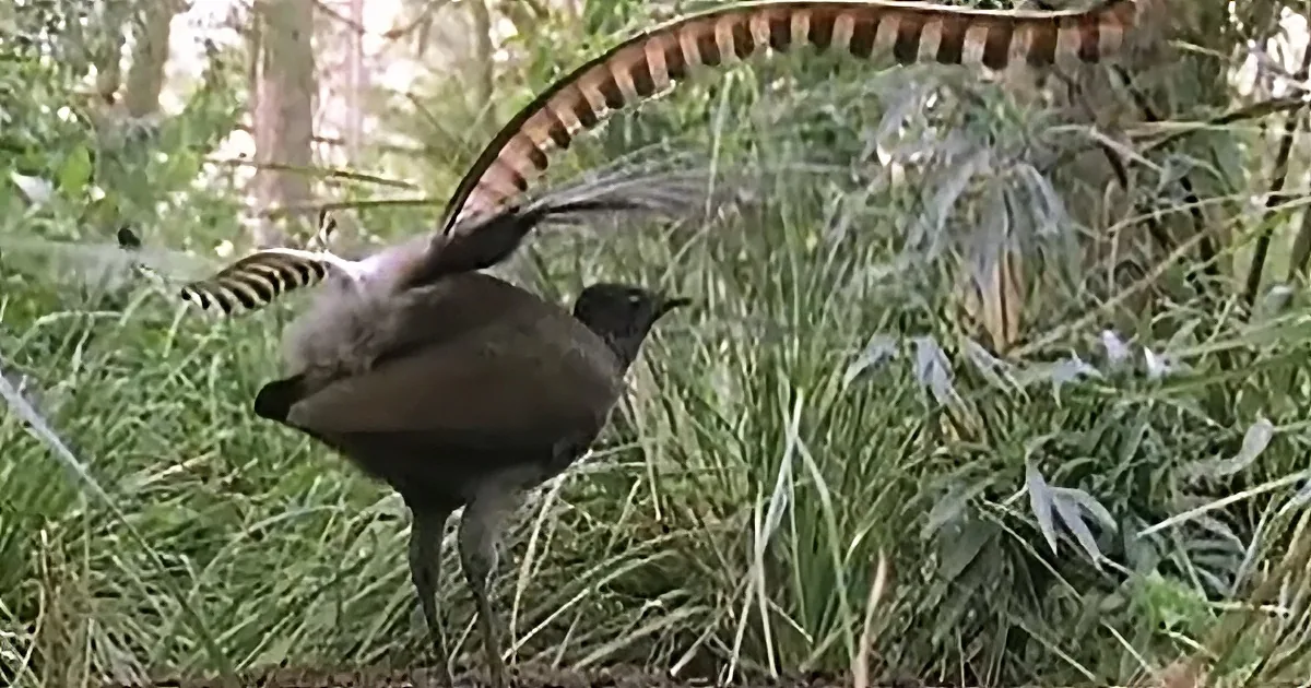 A lyrebird displays its elaborate tail feathers in a forest setting.
