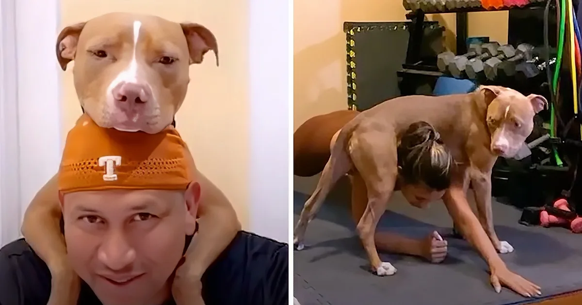 A dog wearing an orange hat sits on a person's shoulders, while another dog stands on a yoga mat with a person doing a plank.