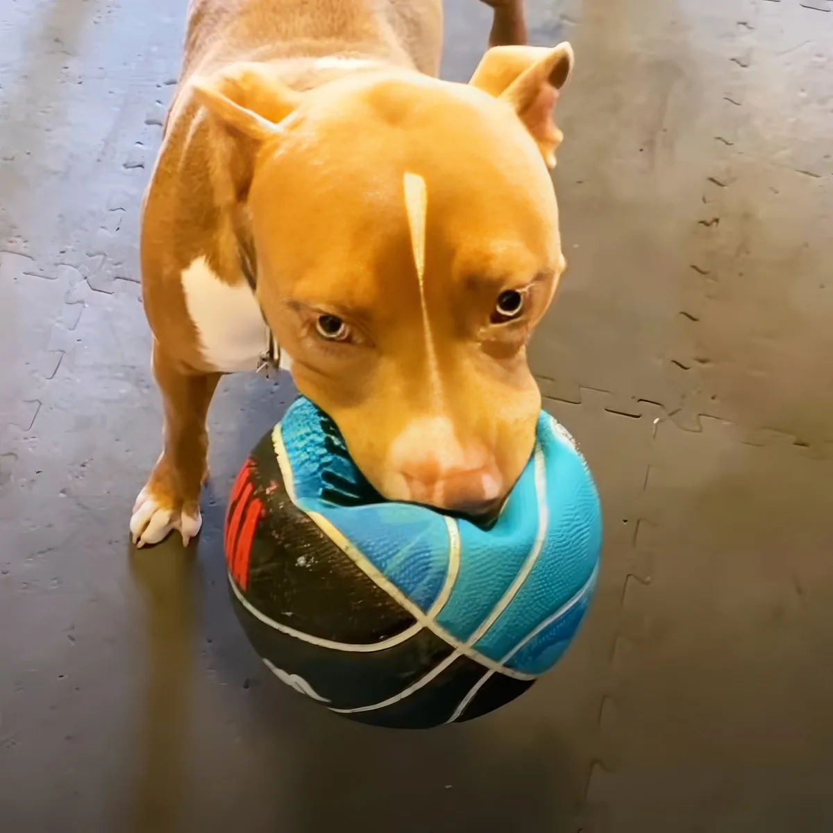 A tan dog with a white stripe holds a blue and black ball in its mouth, standing on a textured floor.