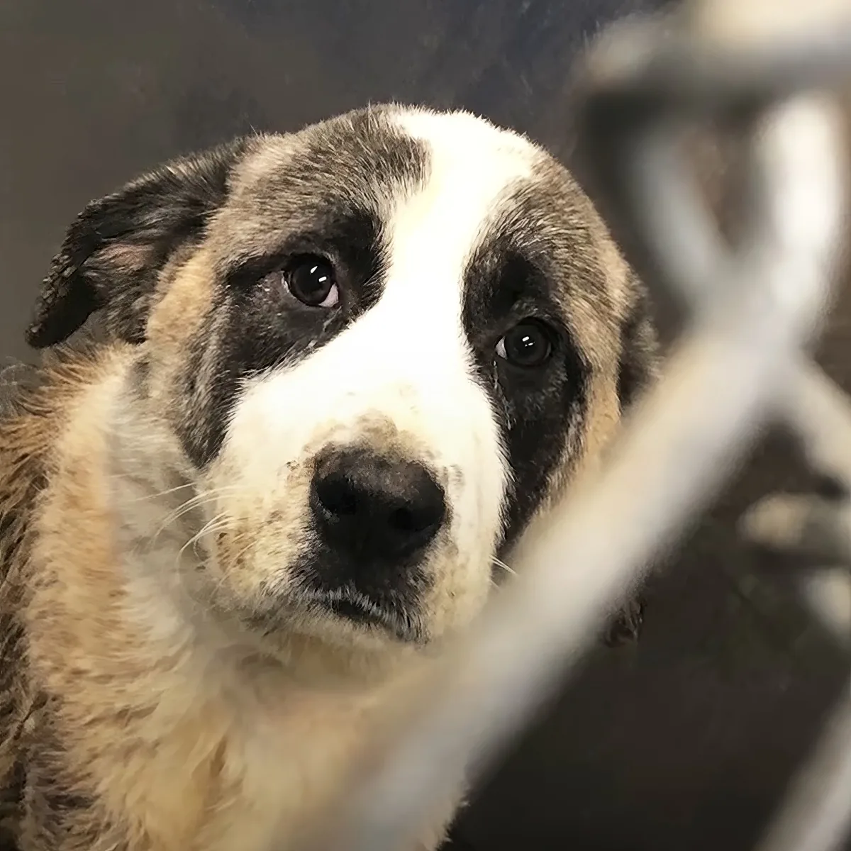 A close-up of a dog with a white stripe down its face, looking through a metal barrier.