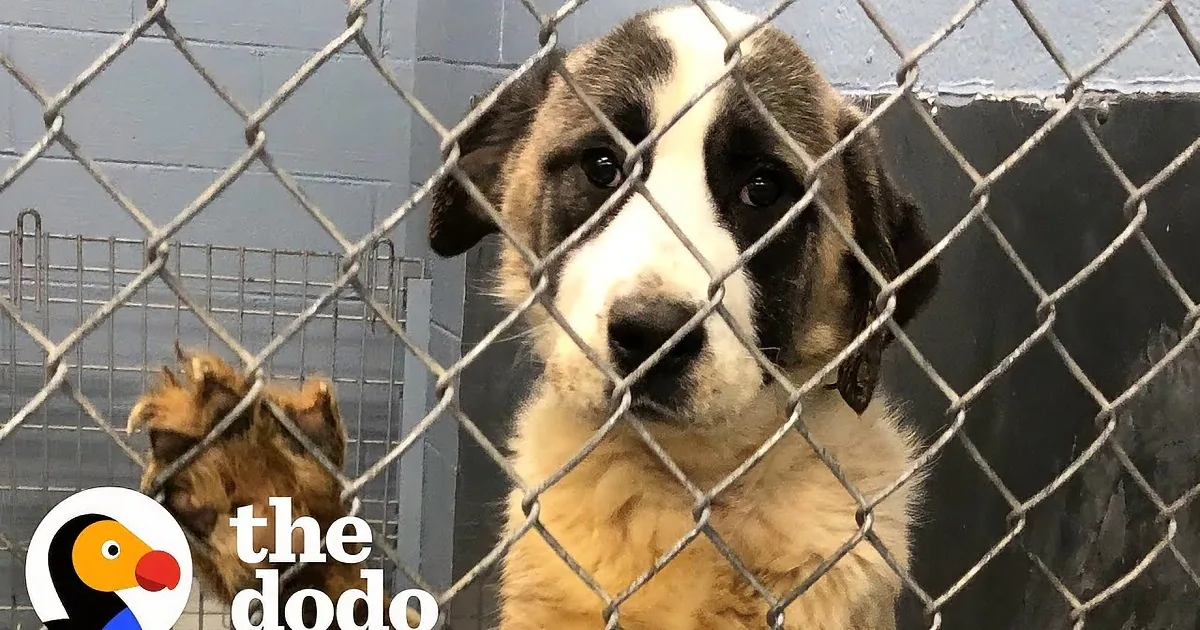 A dog with a white and brown face looks through a fence, while another dog is being fed by a person.