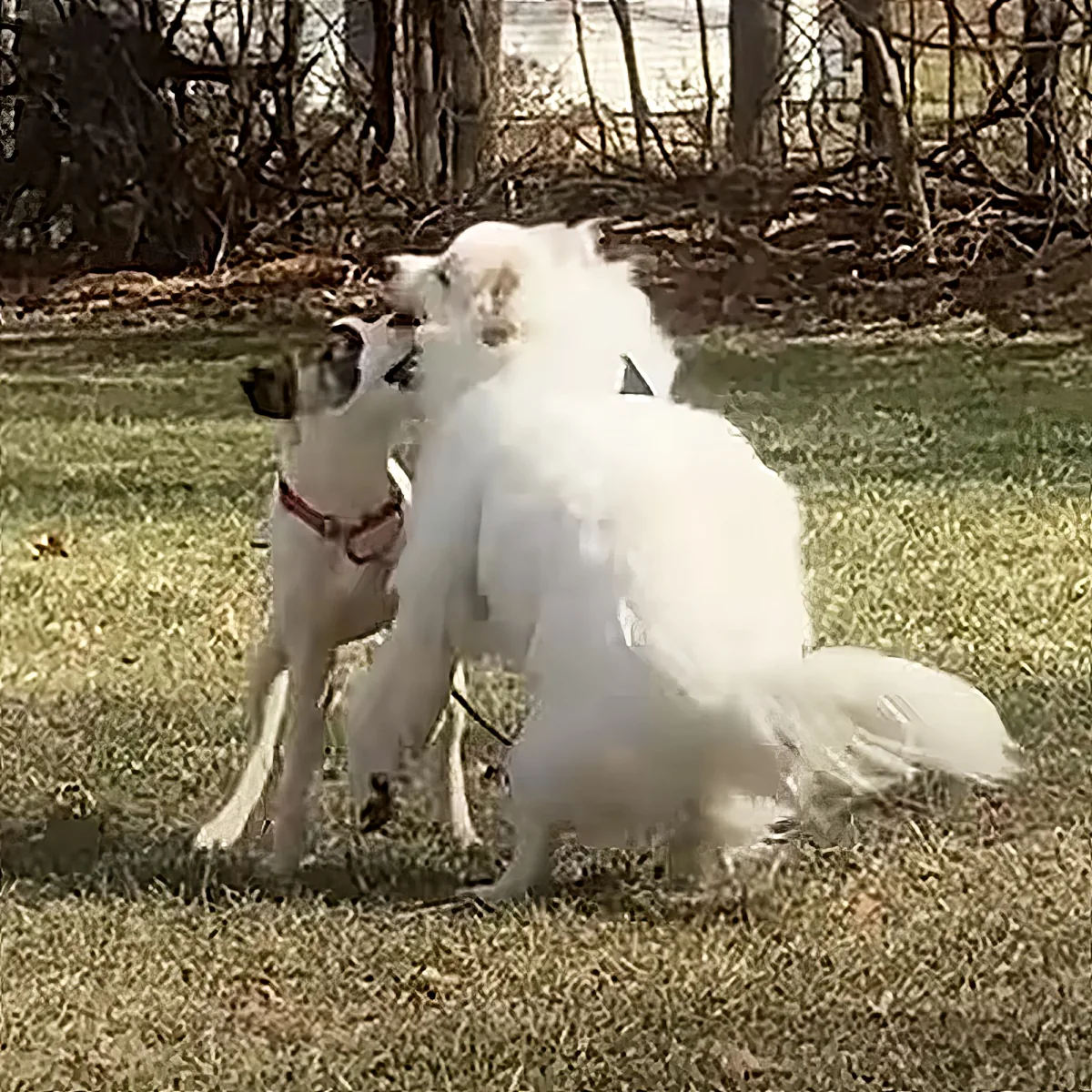Two white dogs playfully interact on grass, one with a red collar, in a wooded area.
