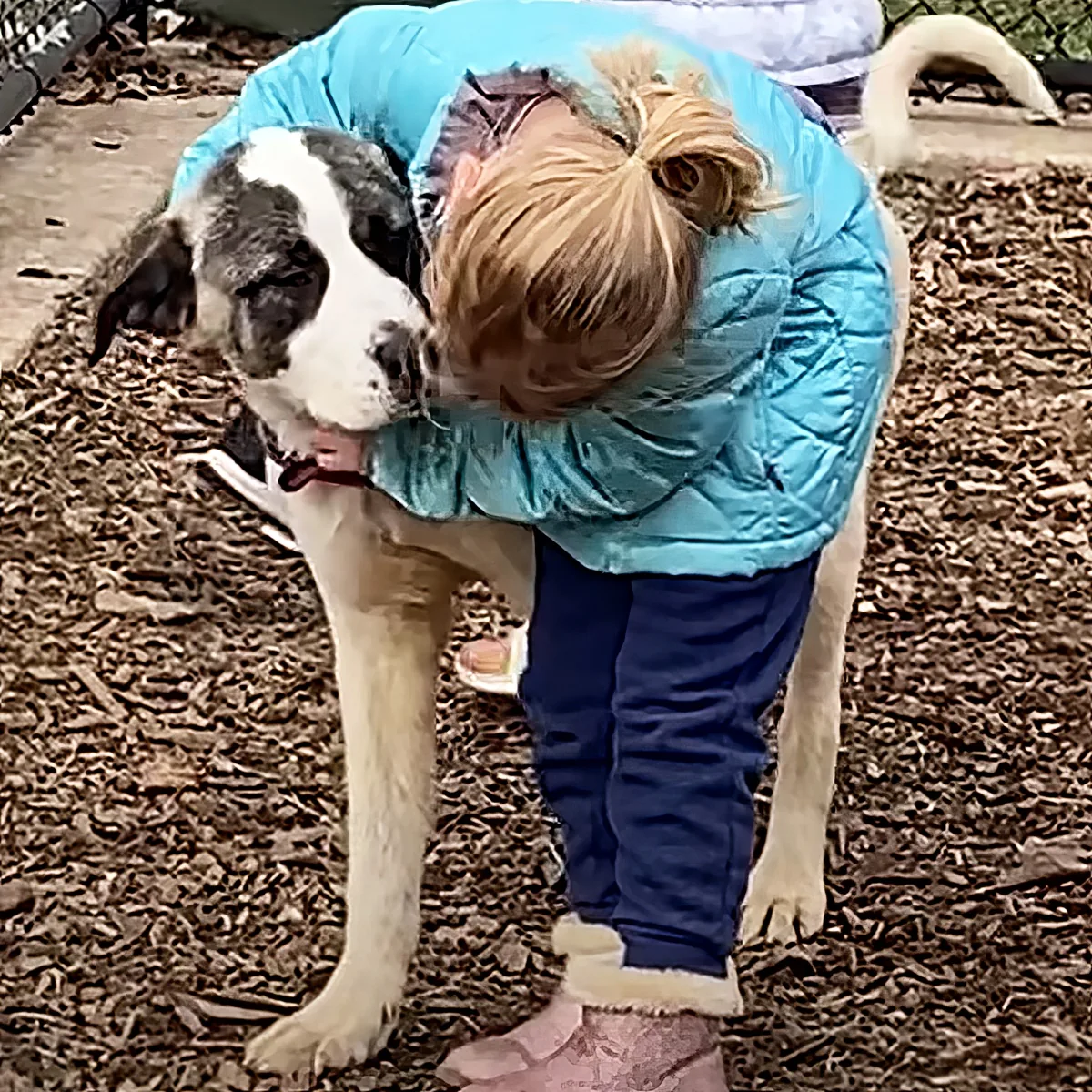 A woman in a blue jacket leans down to kiss a large white dog with a black face.