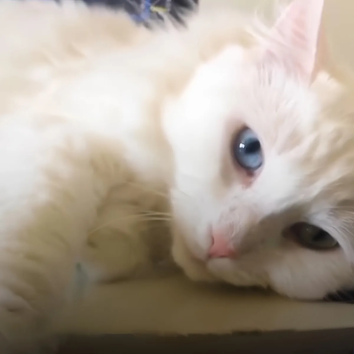 A fluffy white cat with striking blue and green eyes is lying down, looking slightly to the side.
