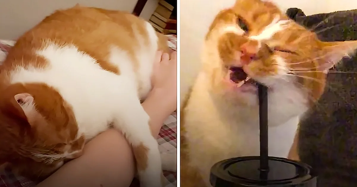 10 Ways Cats Are Just Like Furry Toddlers