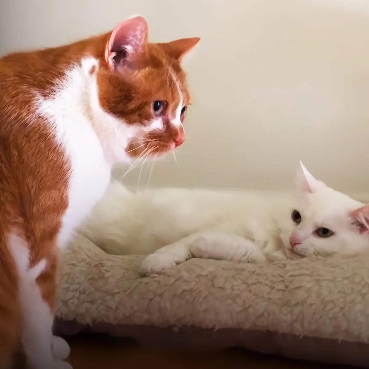An orange and white cat stands beside a white cat lying on a cushioned surface.