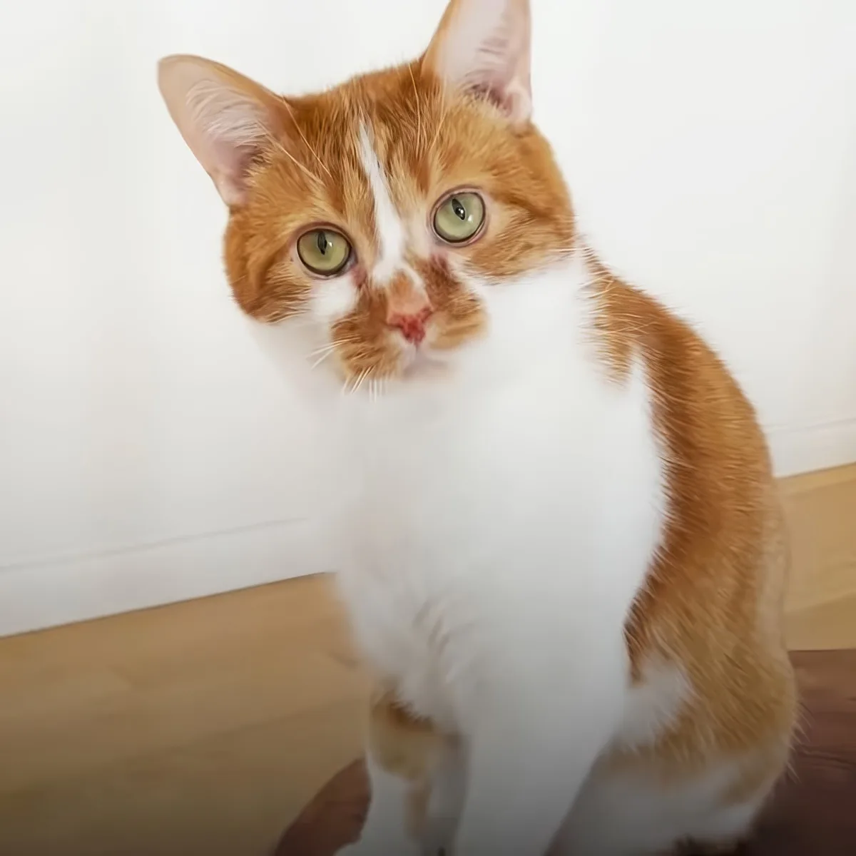 An orange and white cat with striking green eyes sits on a wooden floor, looking directly at the camera.