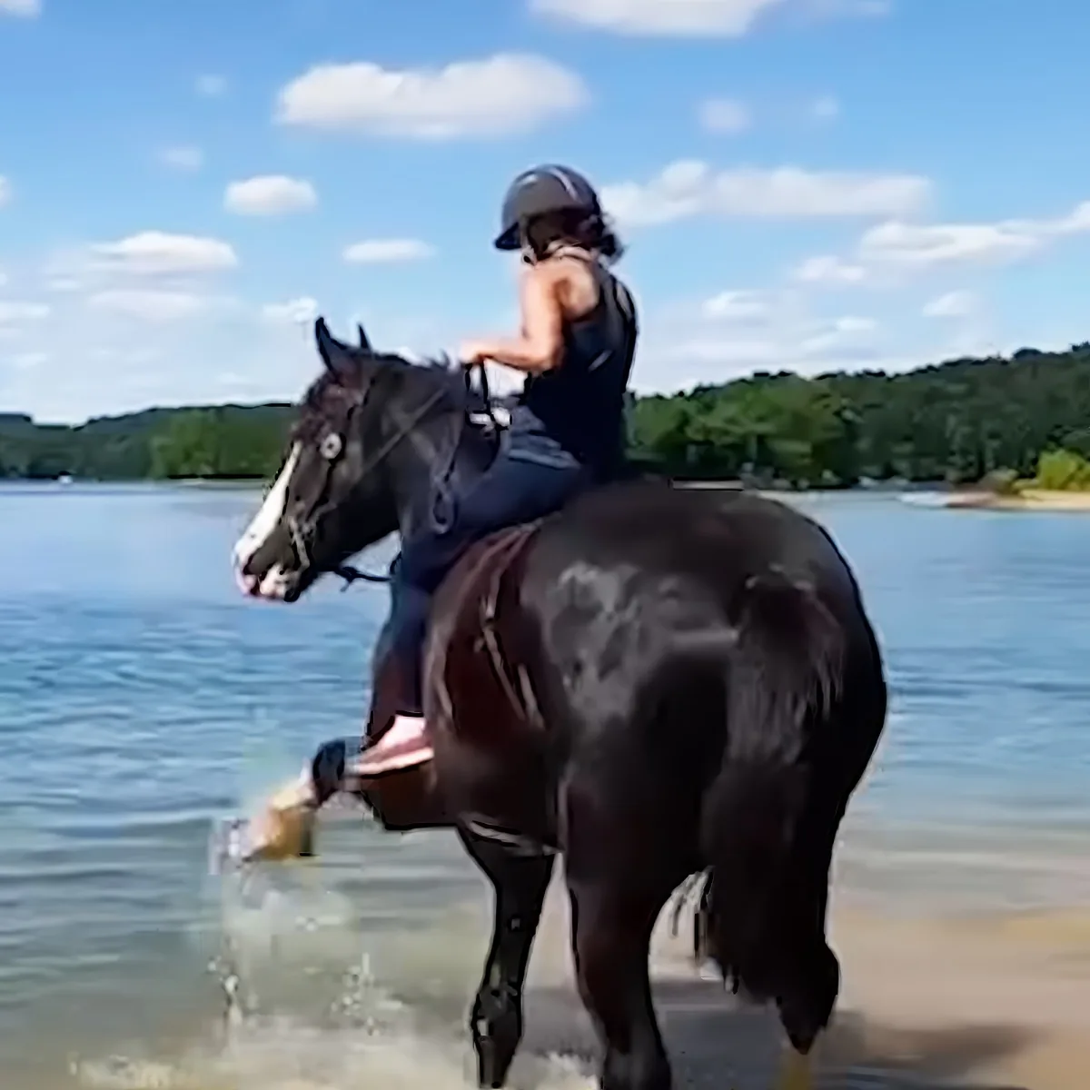 Adorable horse playing