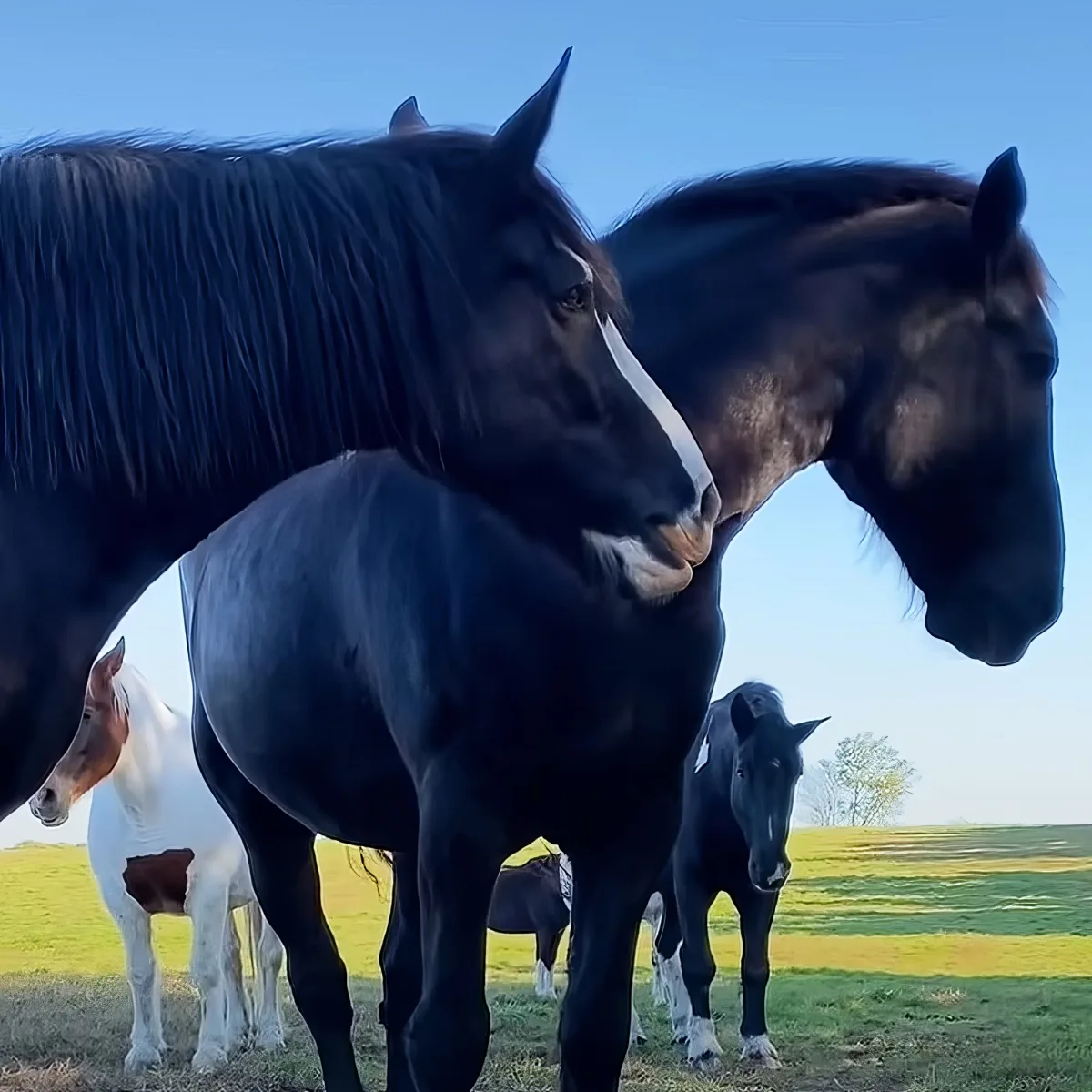 Two dark horses stand close, one with a white blaze, in a grassy field with other horses in the background.