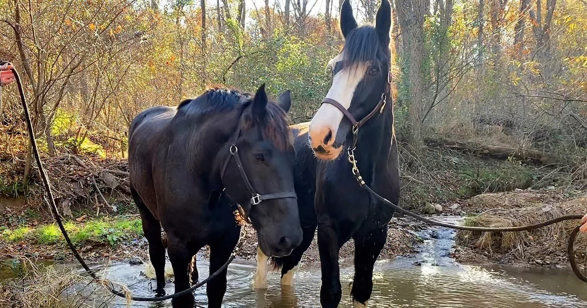 Bubbly 7-Year-Old Horse Teaches 30-Year-Old Senior Horse How to Play