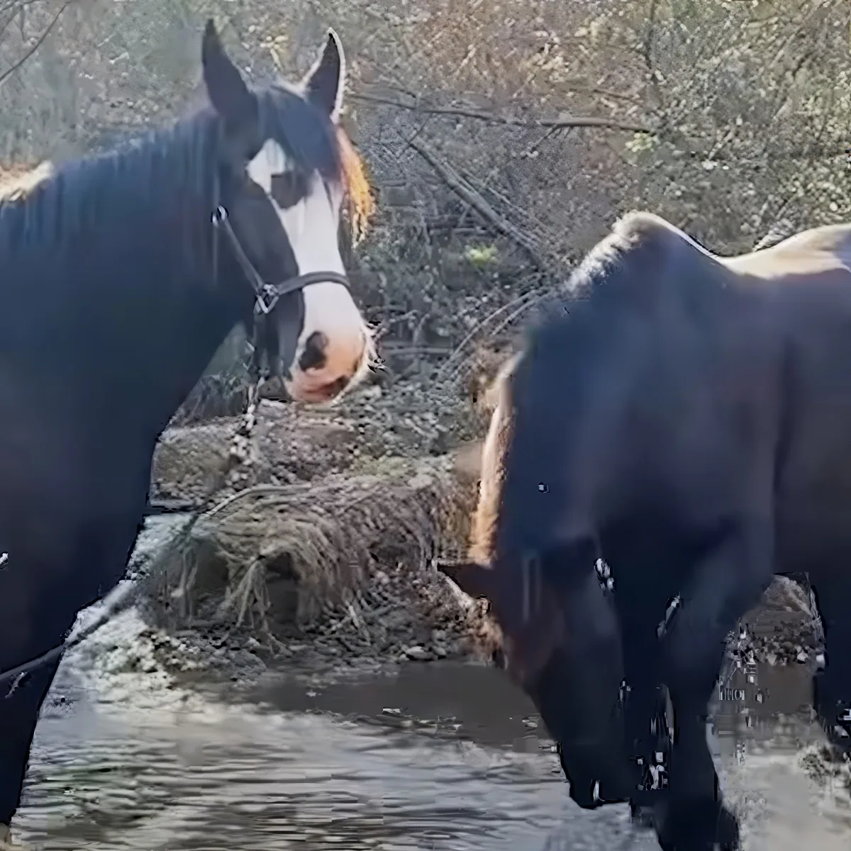 Two horses, one with a white blaze, stand near a log in a wooded area.