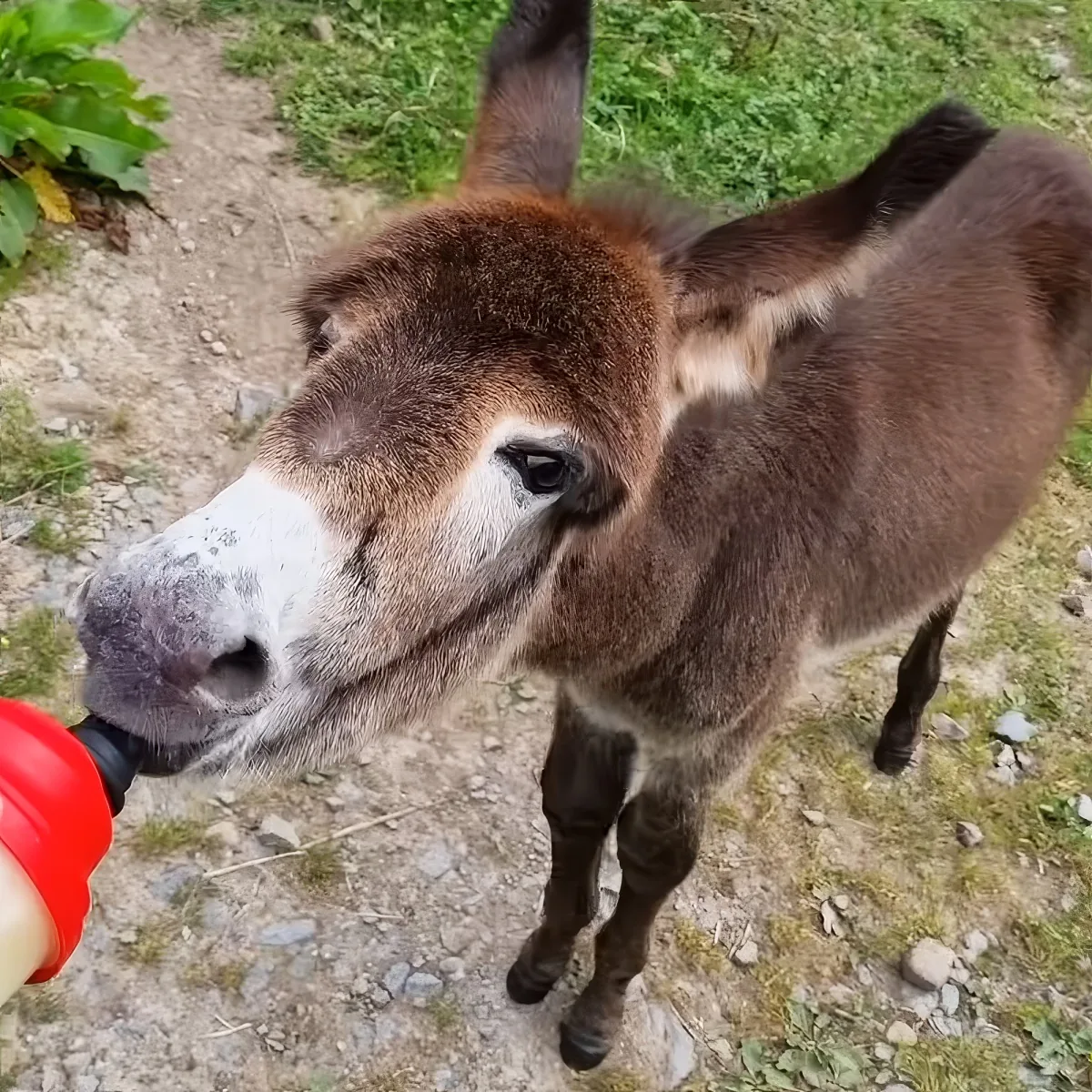A donkey is drinking from a red bottle held by someone.