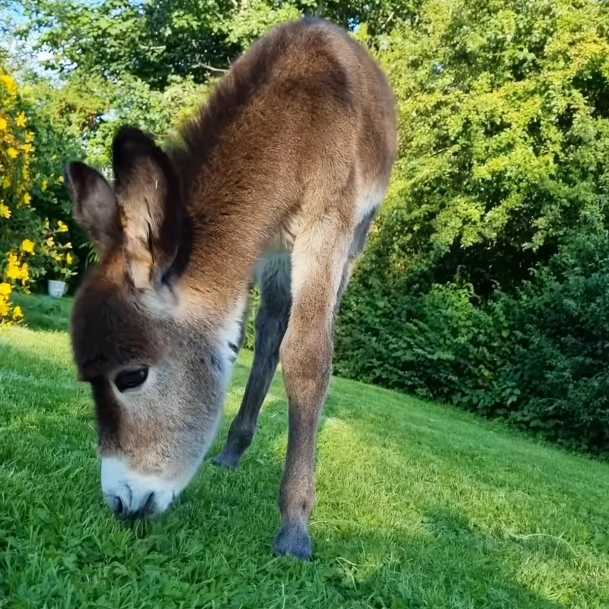 A donkey grazes on green grass with trees and yellow flowers in the background.