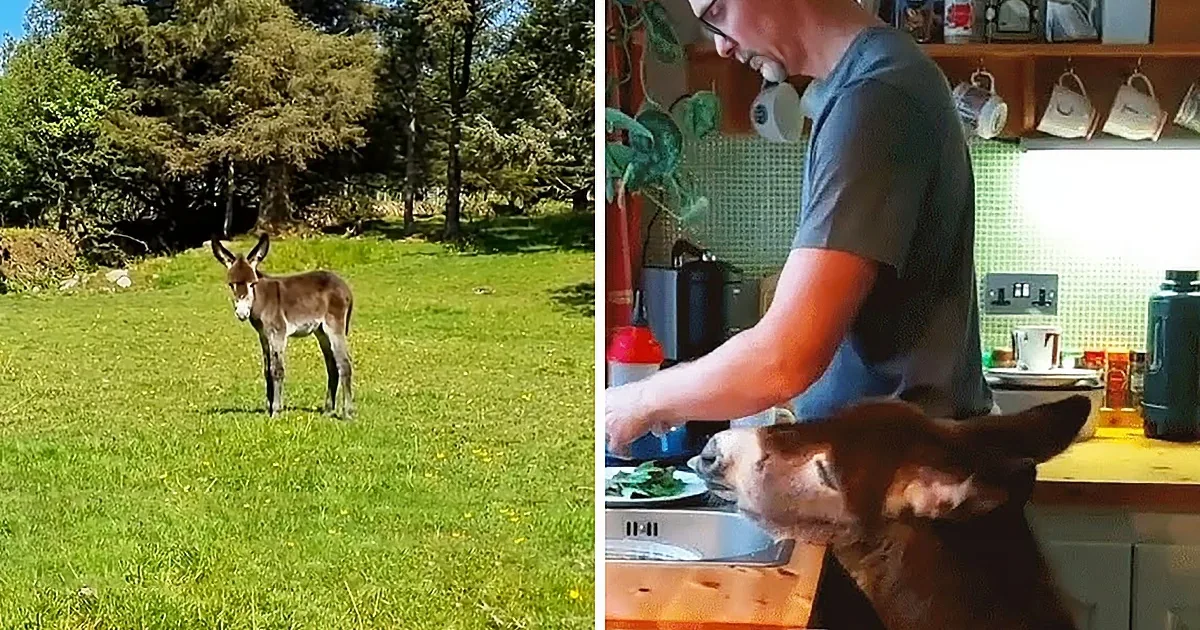 A donkey stands in a grassy field, while a man washes dishes in a kitchen with a donkey peeking over the counter.