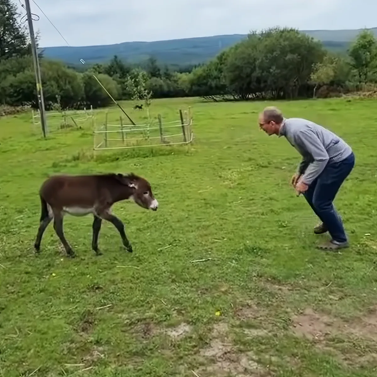 A man bends down near a donkey in a grassy field with trees and hills in the background.